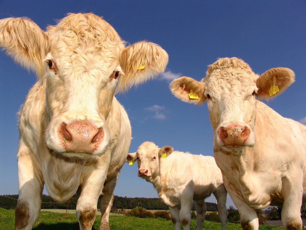 Vacas no vegano