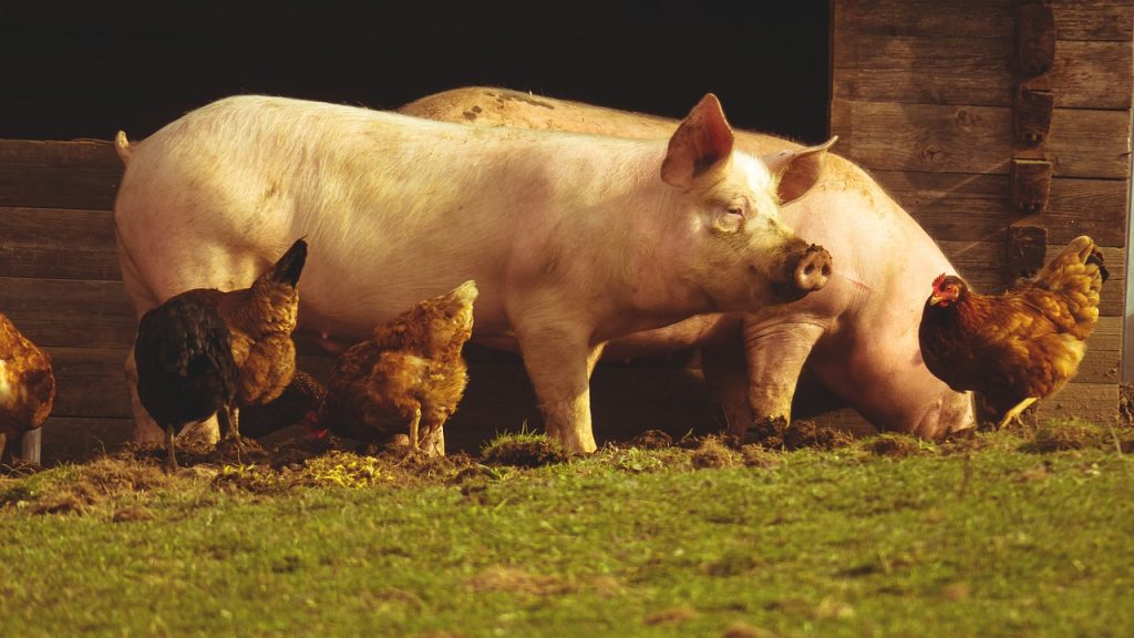 Cerdos y pollos no vegano